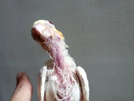 Baby Cockatiel Feathers