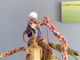 Laura's Flock Thread