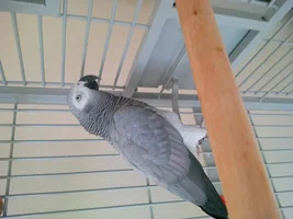 Ever Changing Willow