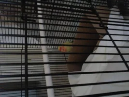 What sort of parrot do I have?