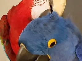 Who Has The Most Birds!!!