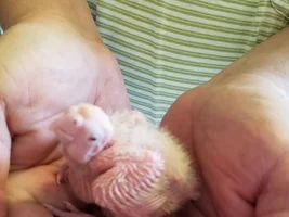 Husband has questions about hatching