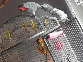Introducing my two greys
