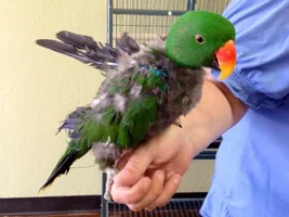 New older bird