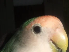What kind of Lovebirds we have?