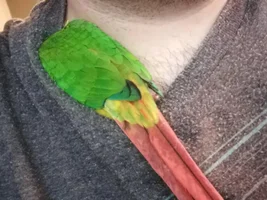 What is your bird's favorite way to cuddle?