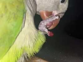 Parrots nail bit off