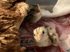 Baby quail!