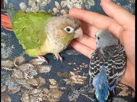 GCC <3 Budgie