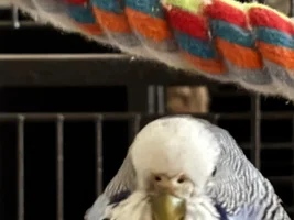 Budgies Breeding?