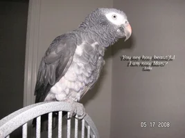 Buddy the African Grey