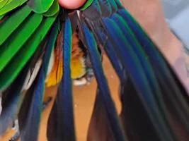 Wing feathers concern?