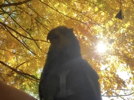 Fall day adventures