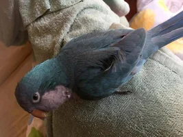 Feather picking/overpreening in a quaker