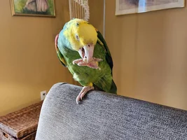 Help needed with parrot species