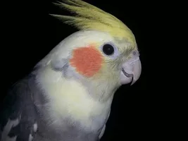 Cockatiel - Mutation Help