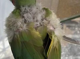 Hormonal Plucking