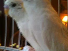 Bullied Budgies