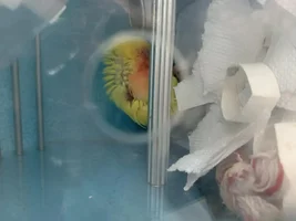 6 week old Lovebird - need urgent help