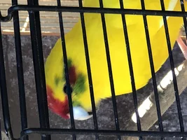 Kakariki parrot