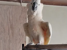 ISO Greater Macaw or Mollucan Too