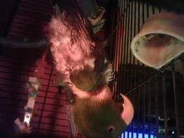 Could really use some experienced help
