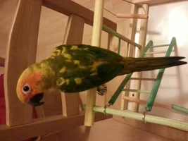Question with a Sun Conure's First Molt