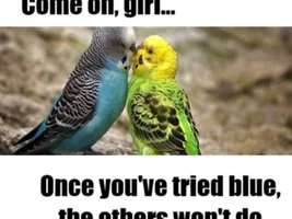 Parrot jokes/ memes