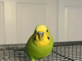 New budgie