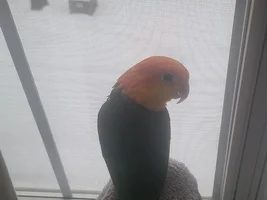 Parrot Shivers  every Morning