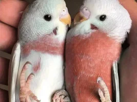 Why do these photos exist.