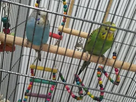 Trying some art - your fids