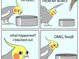 The best Bird meme!!