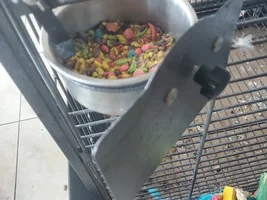 Parrot can open cage