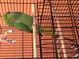 Alexandrine or Indian ringneck?