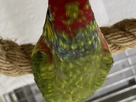 A sweet little birdie called Lovejoy 💖
