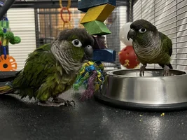 Bonded Green Cheek Conures In Need Of A New Home - Eastern PA Area
