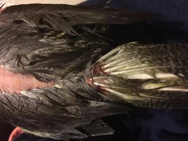 Plucking problem?