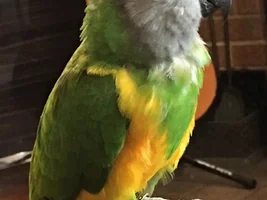 Senegal flying to attack us !