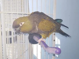Give me pics of your parrots so I can practice drawing! (Closed for now)