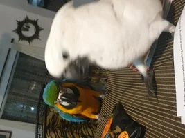 Meet Coco and Taco