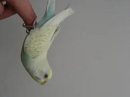 Hello everybody