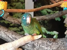 Pommes the Blue Crwoned Conure