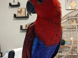 Finicky Fennel: The Female Eclectus