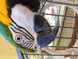 Macaw beak problem