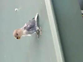Whoot!