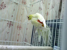 New Red Rumped Parakeet!! :D