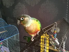 Hi everyone