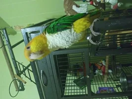 New member from.maine!! New to parrot world