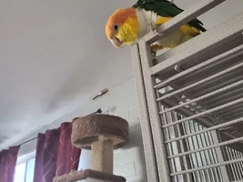 It’s a boy??? It’s a girl???? It’s a Caique!!! X2